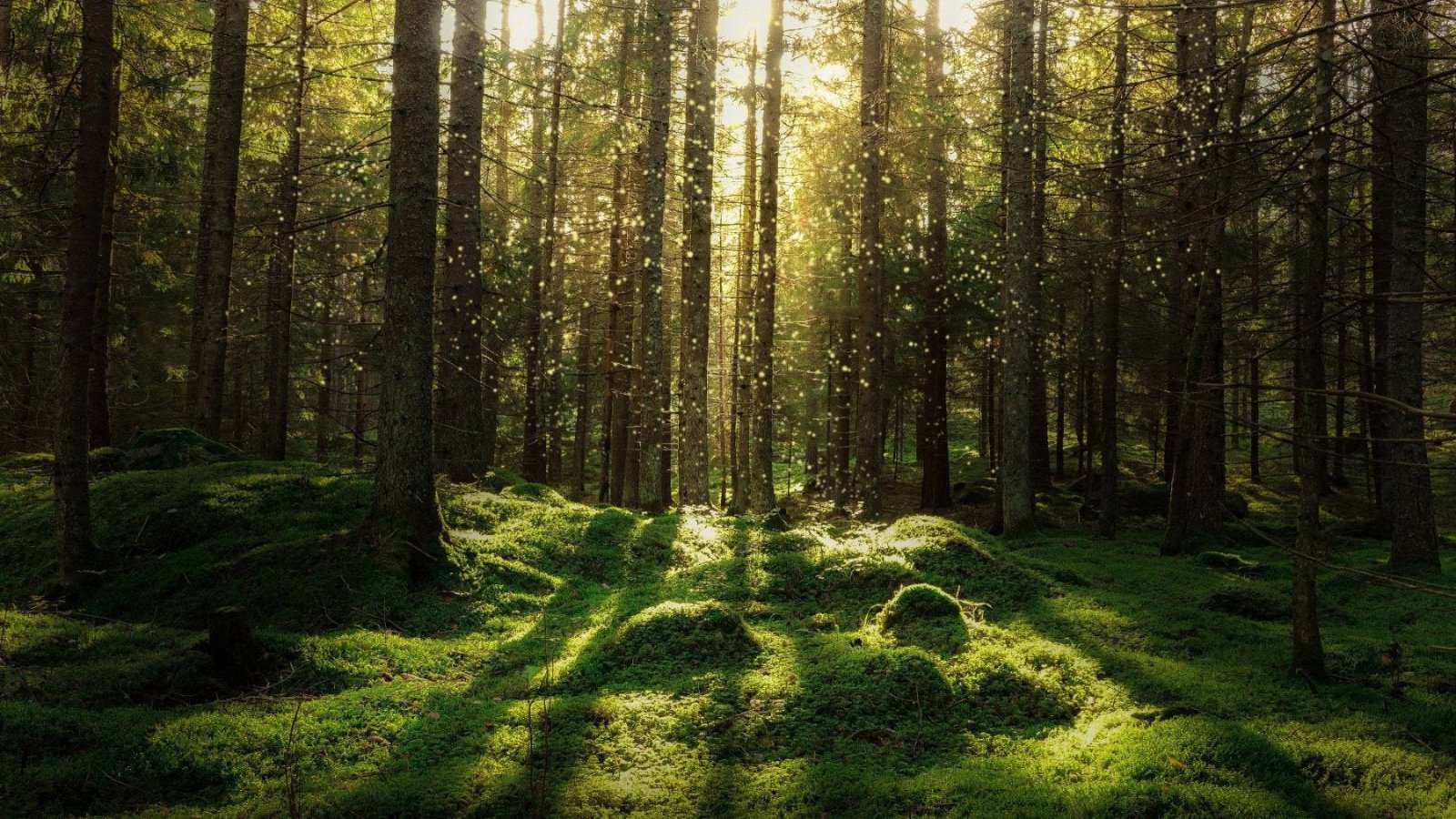 Ein malerischer Wald im Sonnenlicht – VON RUWEN setzt auf nachhaltige und umweltschonende Schmuckherstellung.